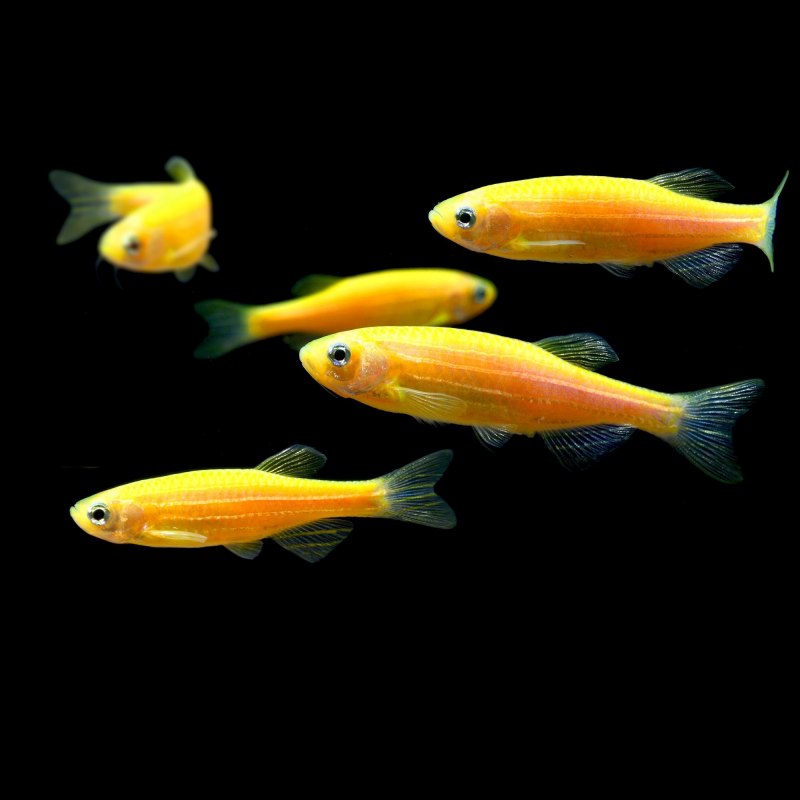 Барбус мшистый глофиш