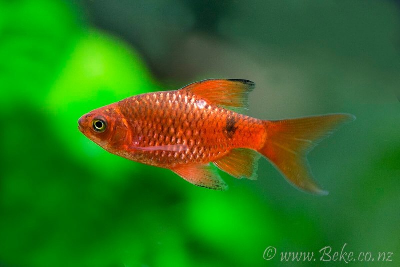 Рыбки тернеции Glo