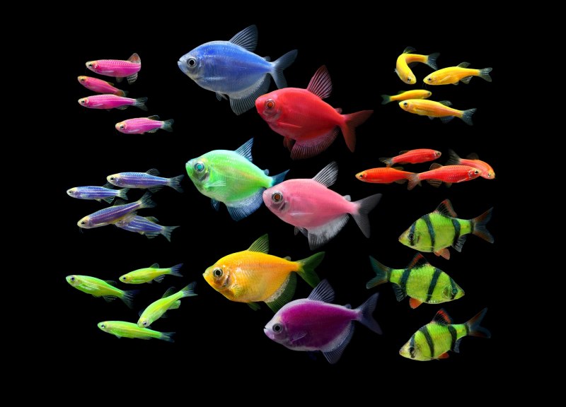 Рыбка Барбус суматранский