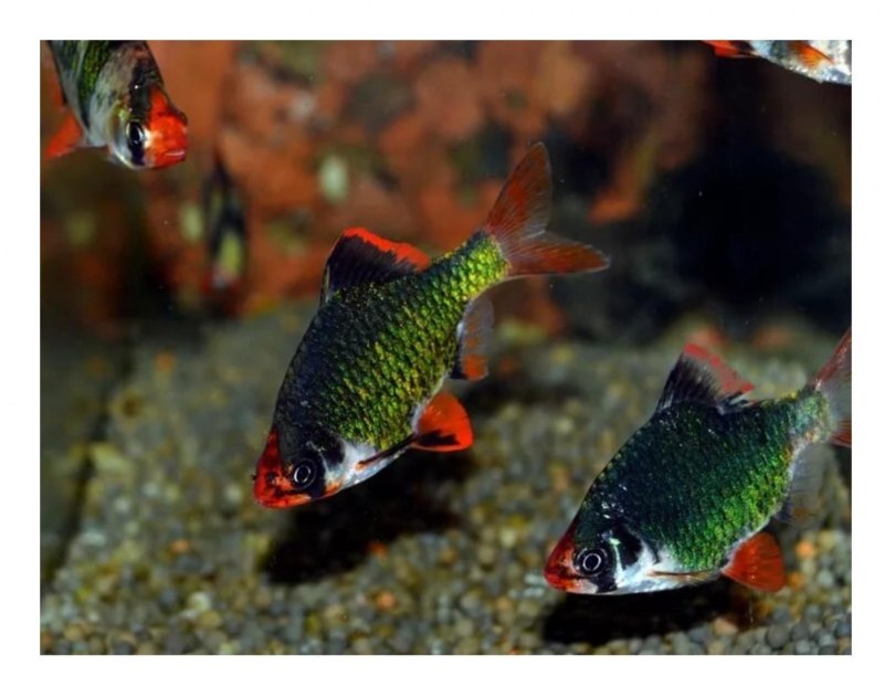 Красный Барбус суматранский яркий цвет глаз