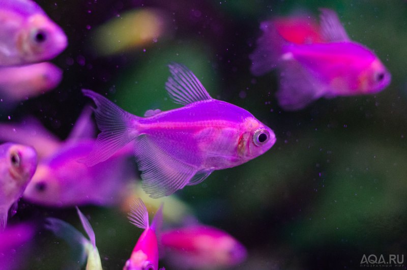 Неоны и Барбусы