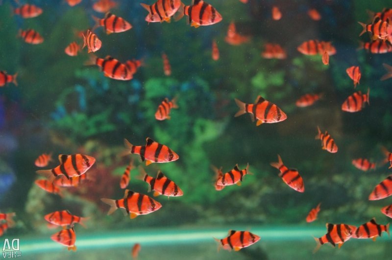 Тернеция глофиш