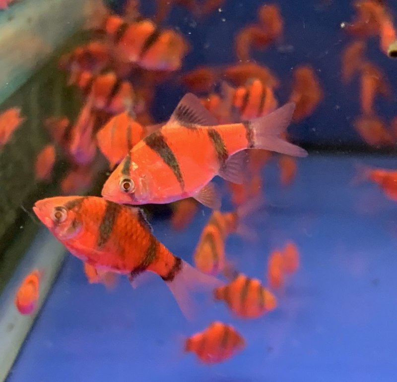 Барбус суматранский красный