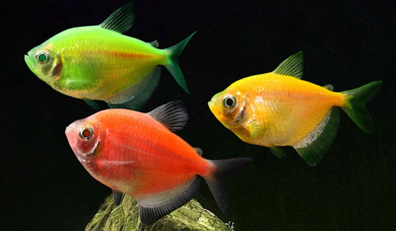 Барбус суматранский гло