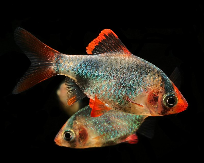 Неон глофиш