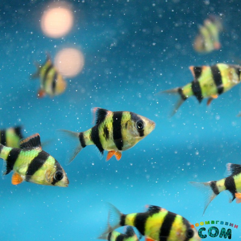 Тернеция гло розовая