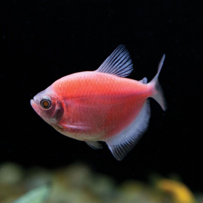 Тернеция глофиш