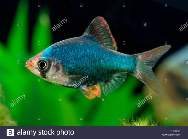 Тернеция Glofiish