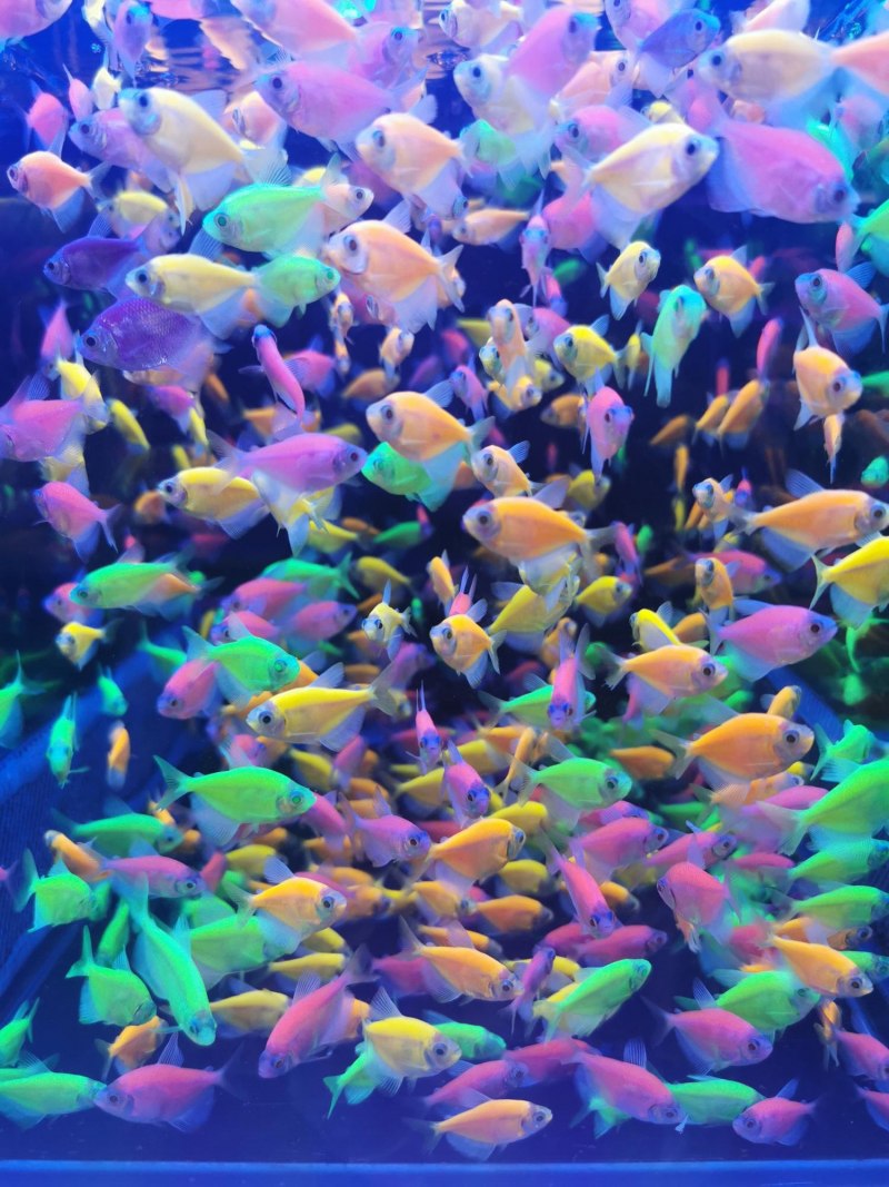 Аквариумные рыбки Барбус суматранский