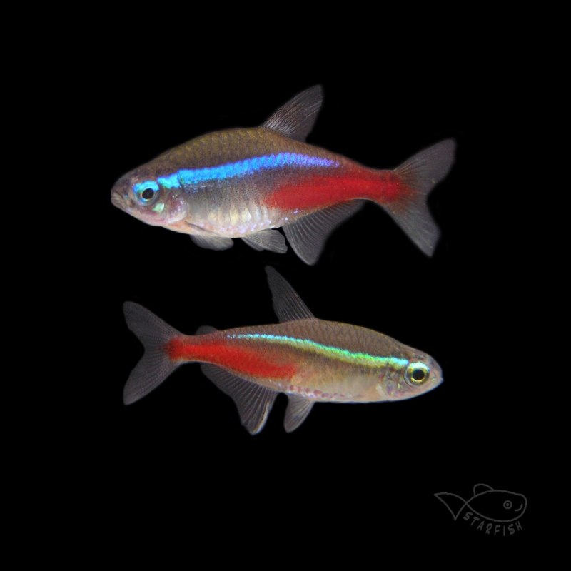 Барбус суматранский альбинос