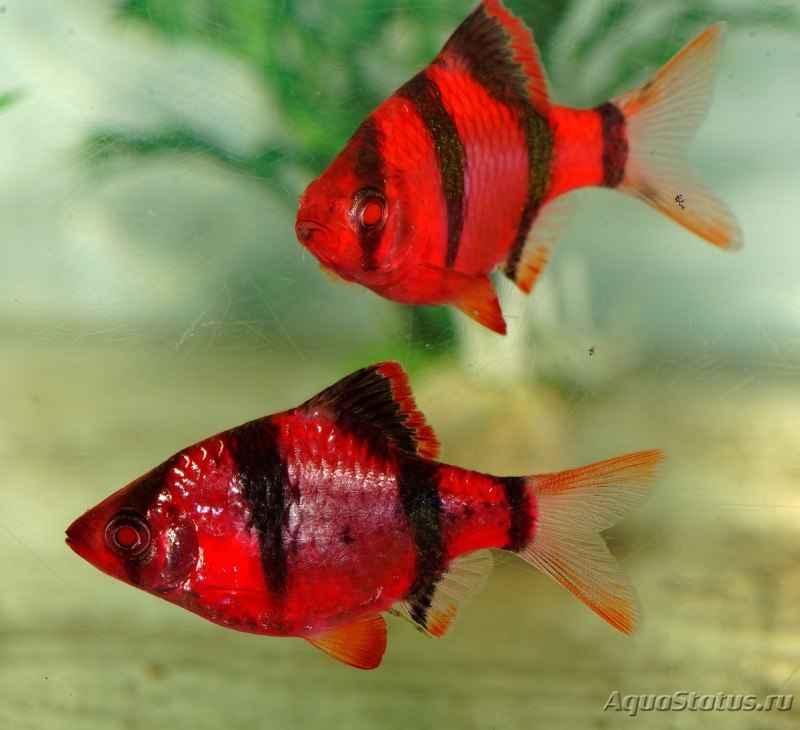 Барбус суматранский мшистый