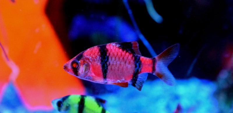 Аквариумные рыбки глофиш