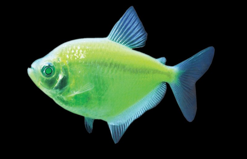 Барбус МУТАНТ мшистый