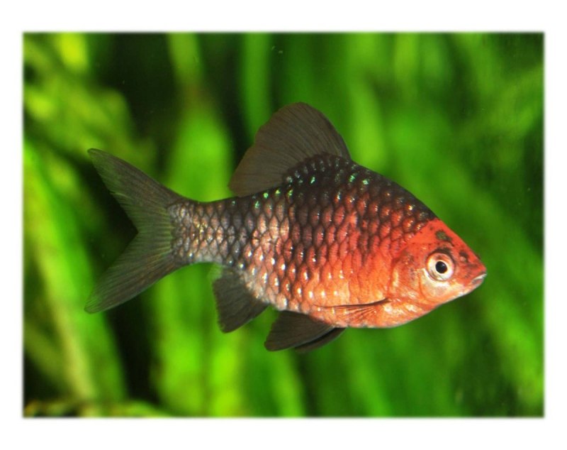 Тернеция Рубин