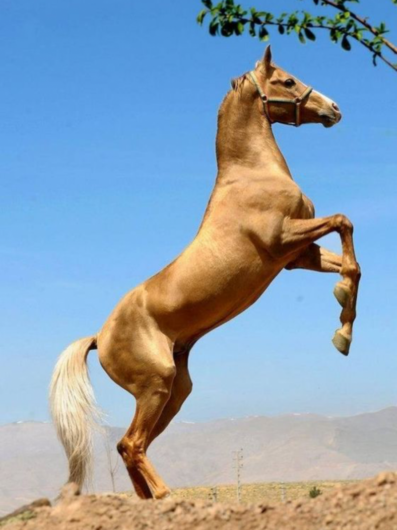 Ахалтекинская лошадь Туркменистан