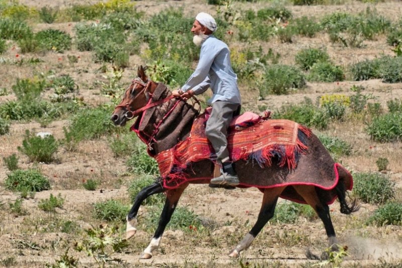 Национальные туркменские лошади