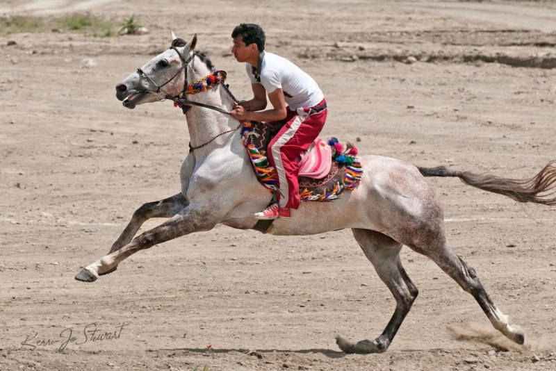 Туркменистан скачки на ахалтекинских лошадях