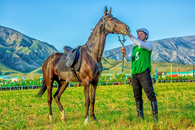 Ахалтекинская лошадь Туркменистан