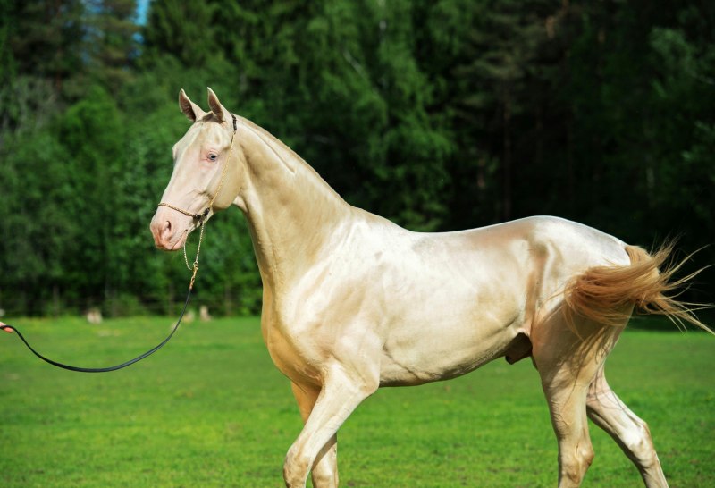 Ахалтекинская лошадь верховая езда