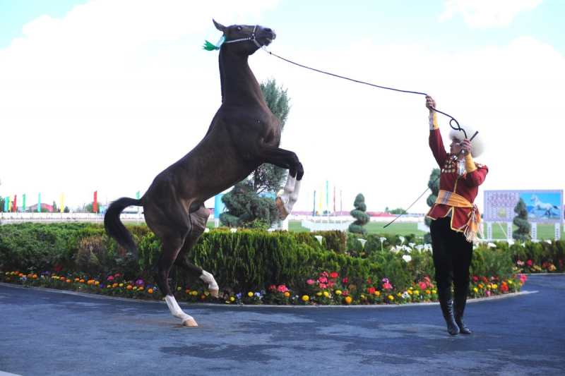 Ахалтекинский конь Туркмении