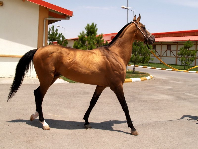 Ахалтекинцы Туркменистана