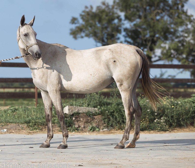 Бердымухамедов Ахалтеке