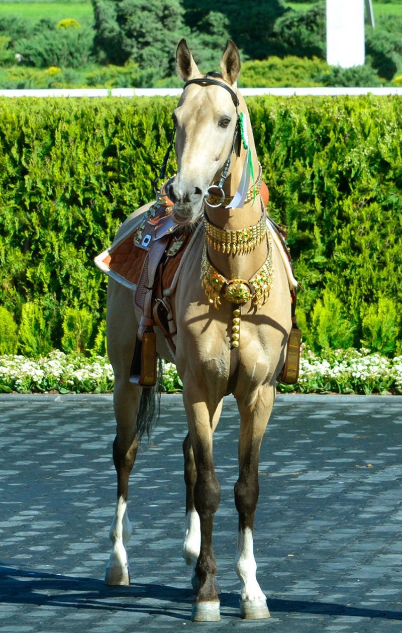 Ахалтекинские кони Туркменистана