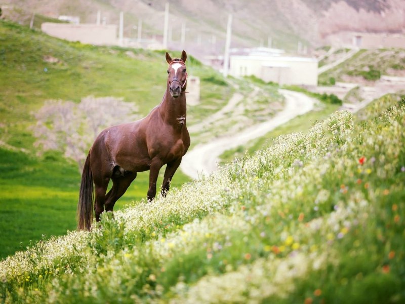 Ахалтекинская лошадь Туркменистан