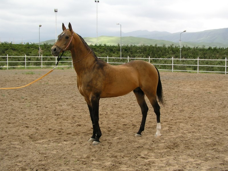 Ахалтекинская лошадь Туркменистан