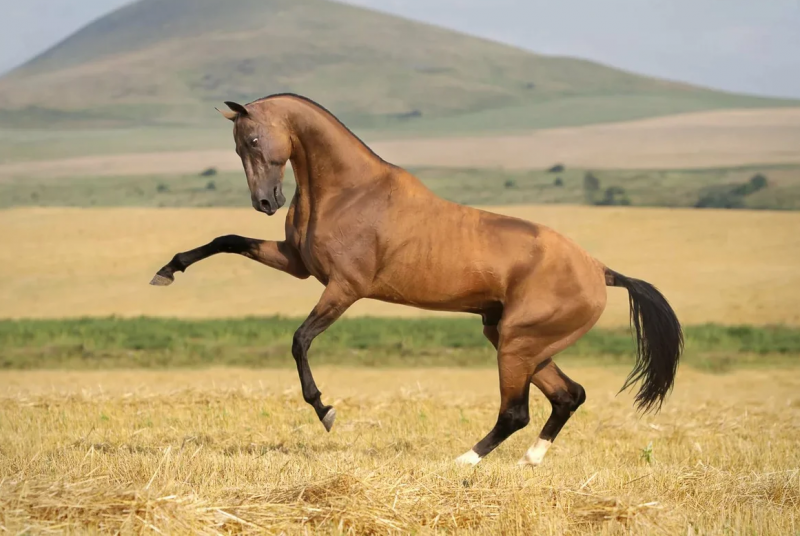 Гнедой ахалтекинец