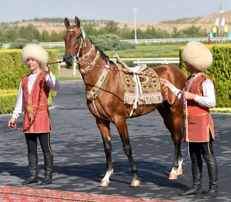 Сбруя для ахалтекинской лошади из Туркмении