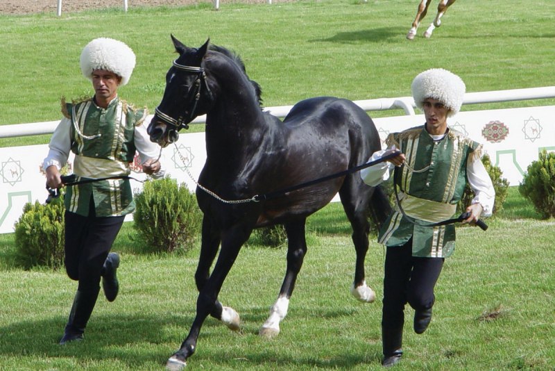 Карабаир порода лошадей узбекская
