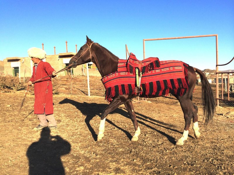 Национальные туркменские лошади