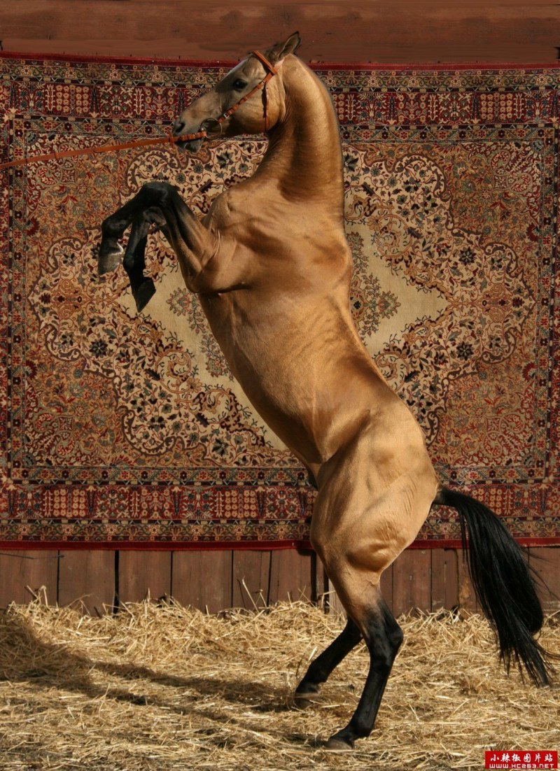 Пегий ахалтекинец