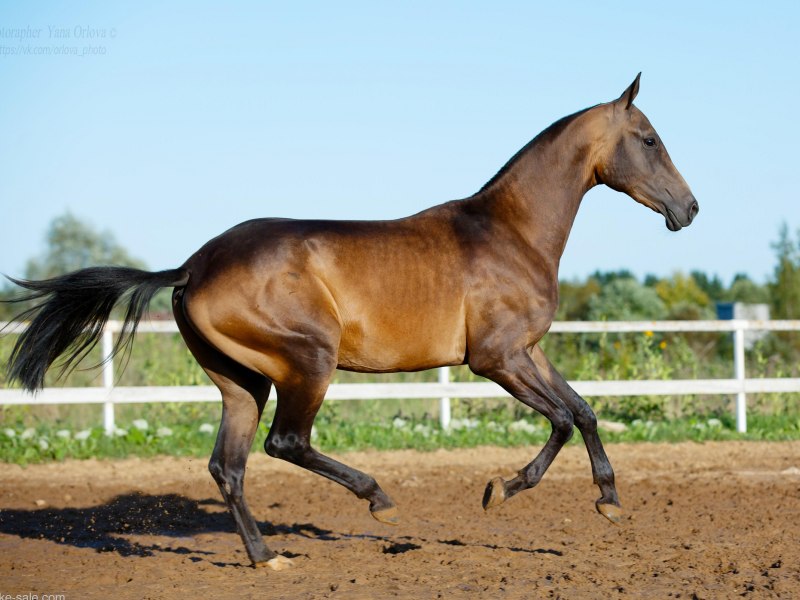 Порода лошадей ахалтекинец
