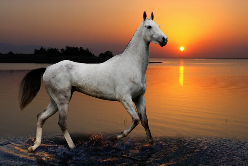 Туркменские кони Ахалтекинцы