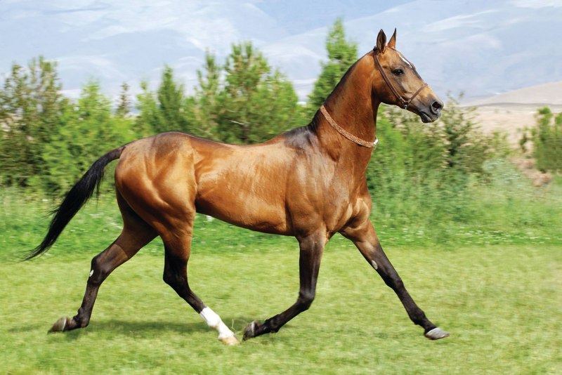 Ахалтекинские скакуны Туркменистана