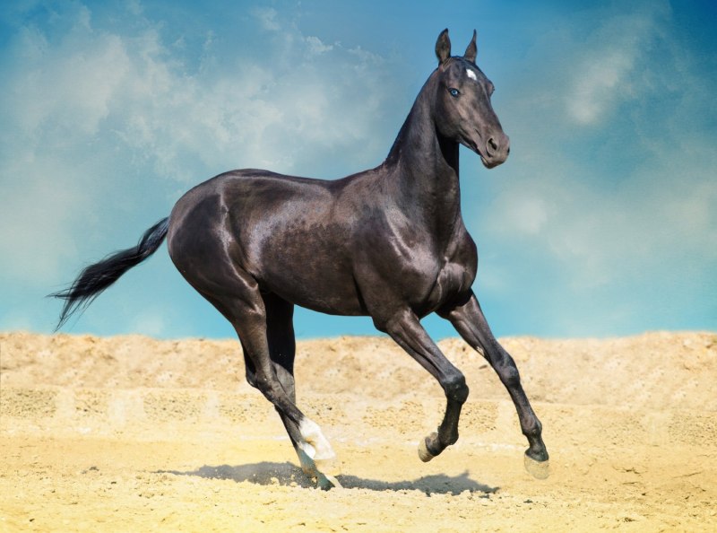 Ахалтекинская порода лошадей