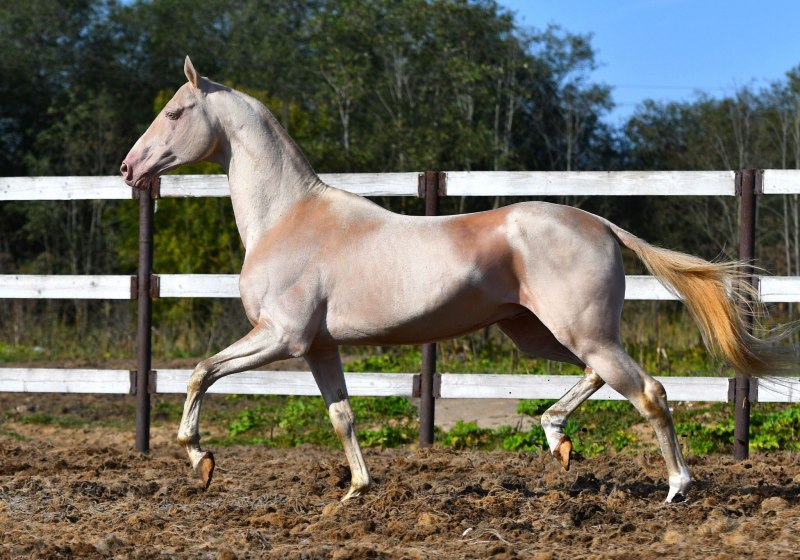 Туркменские ахалтекинские лошади