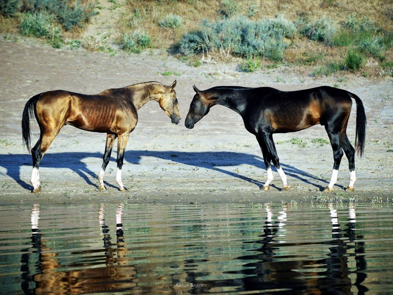 Ахалтекинские кони Туркменистана