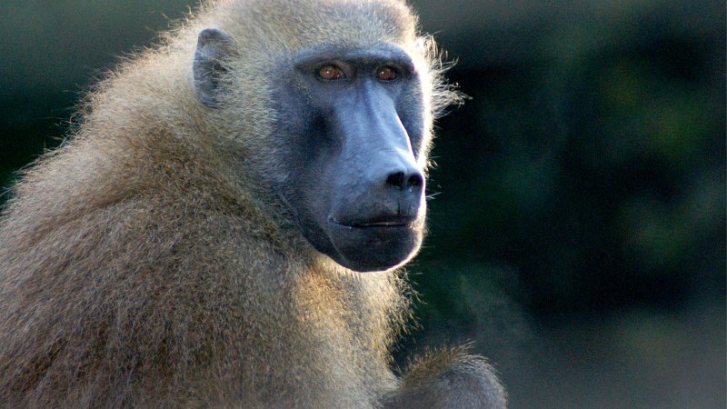 Павиан гамадрил Бабуин