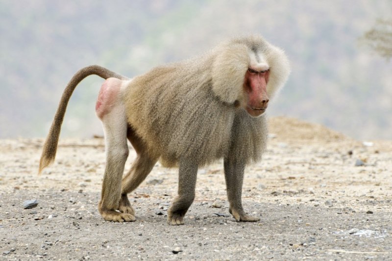 Бабуины Лувр