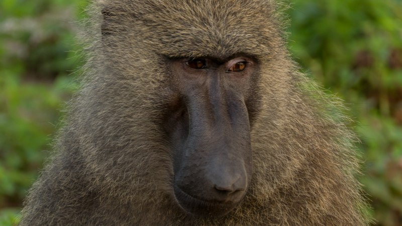 Павиан Анубис