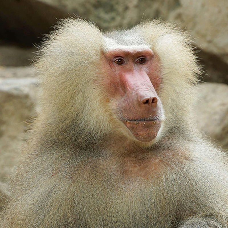 Дикий Бабуин