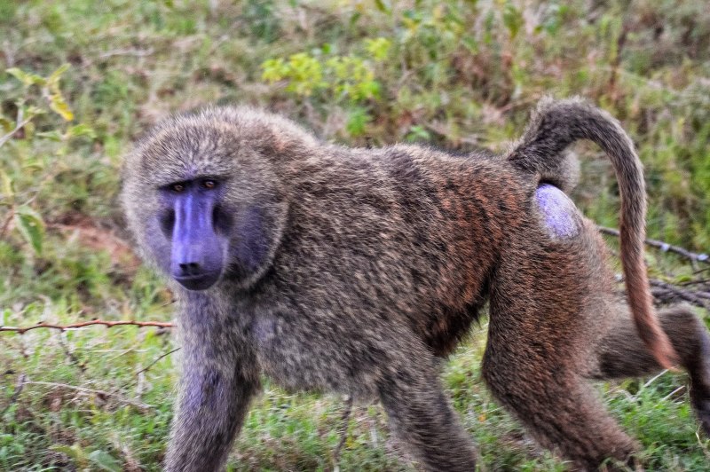 Павиан Фред