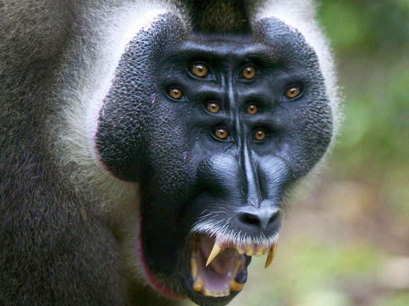 Древние бабуины