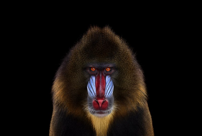 Бабуин Клив