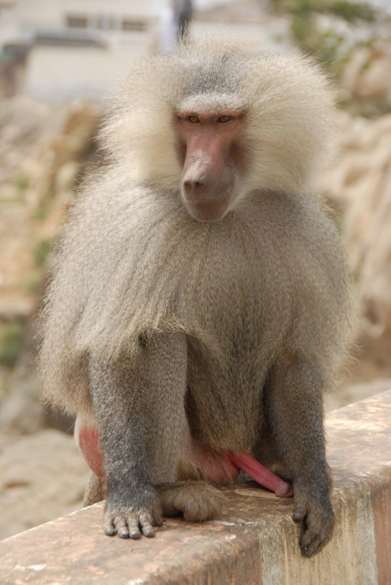 Павиан гамадрил