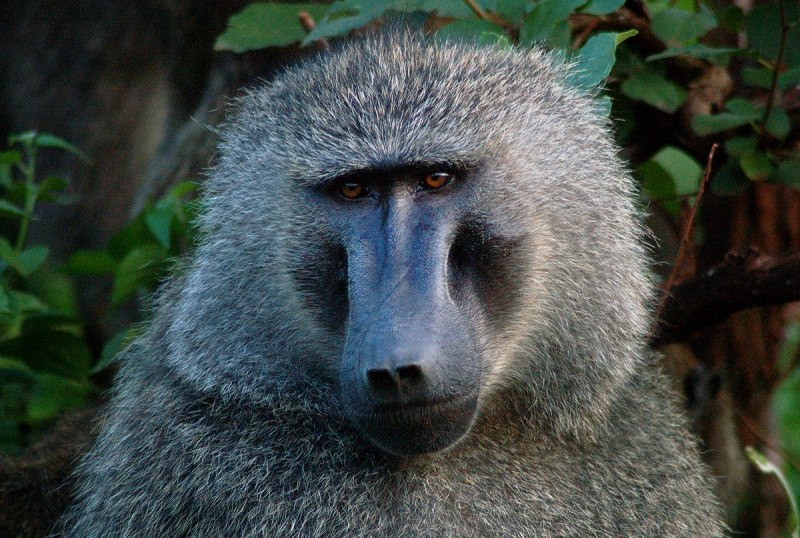 Камерунский павиан
