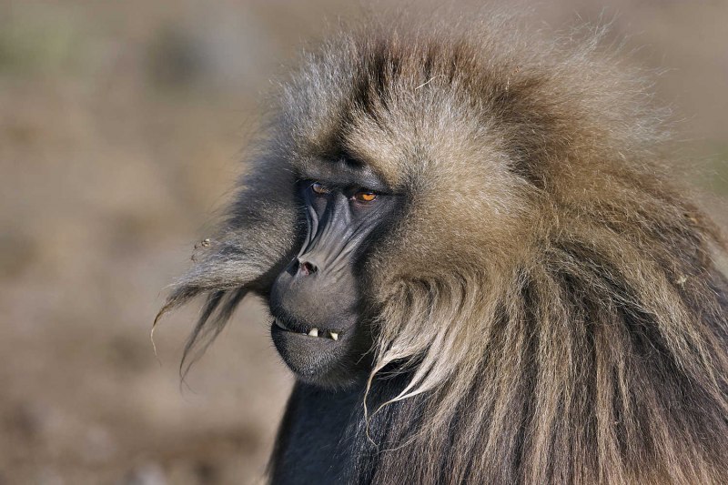 Грин Бабуин